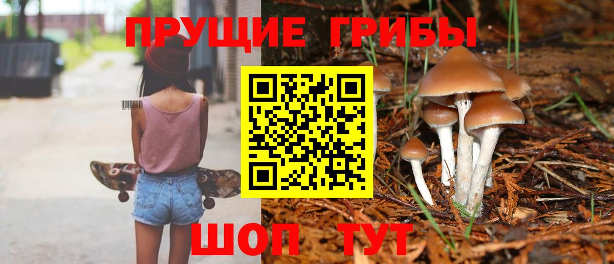 Псилоцибиновые грибы Psilocybine cubensis Боровичи
